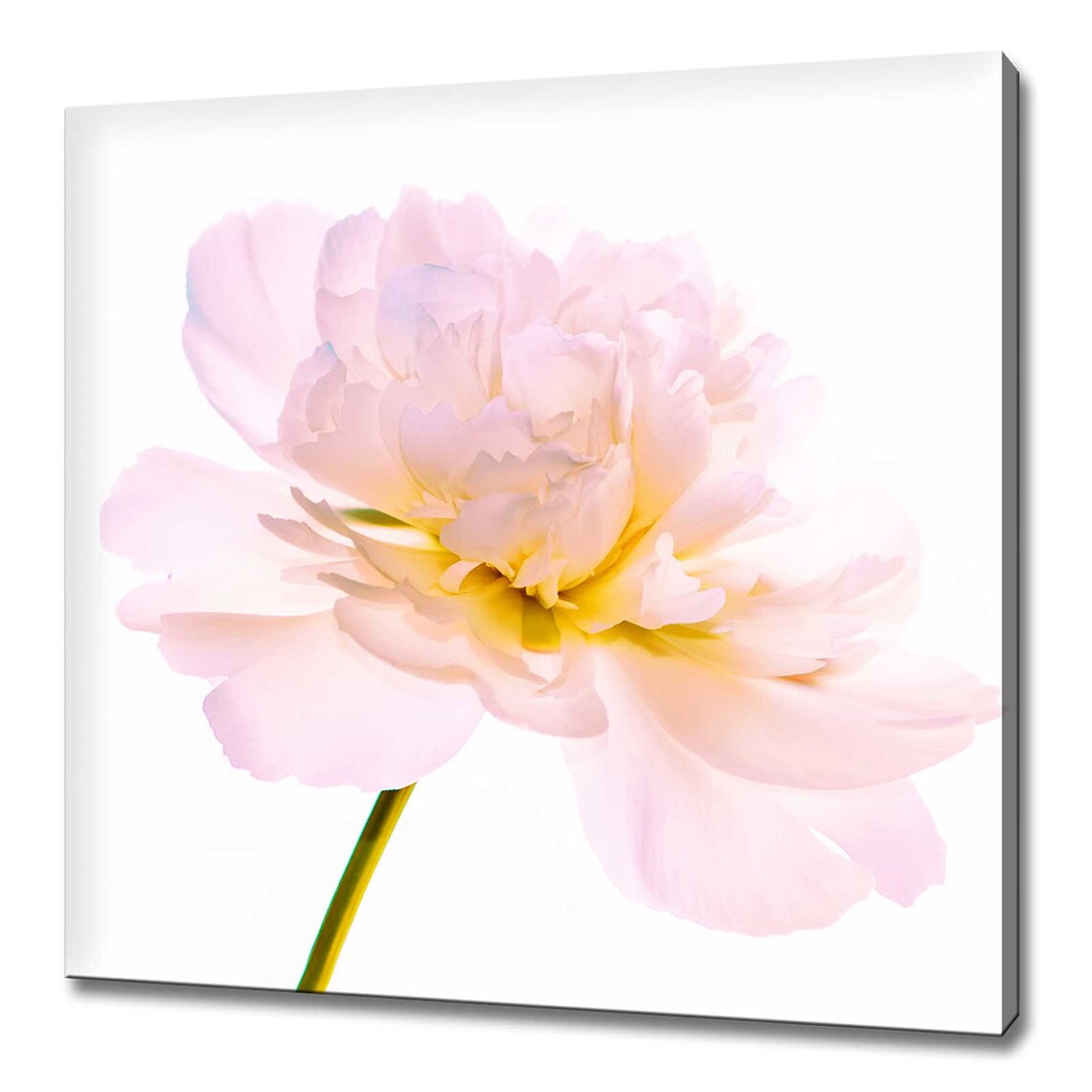 Peony Flower Stem, Modern Design Wall Art Print