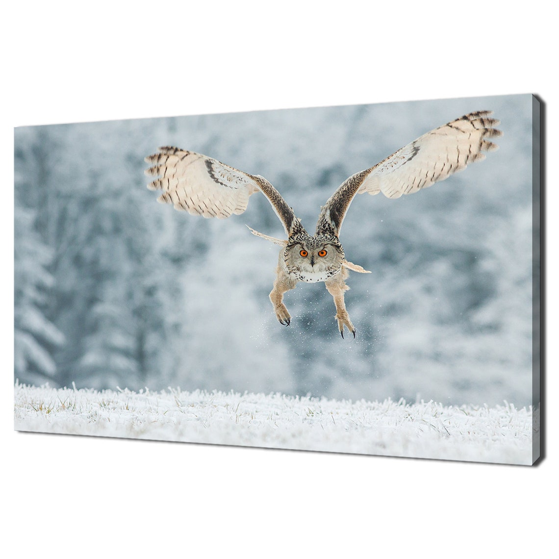 Eagle Owl Flying Low Over Snowy Winter Field Forest Wildlife Poster
