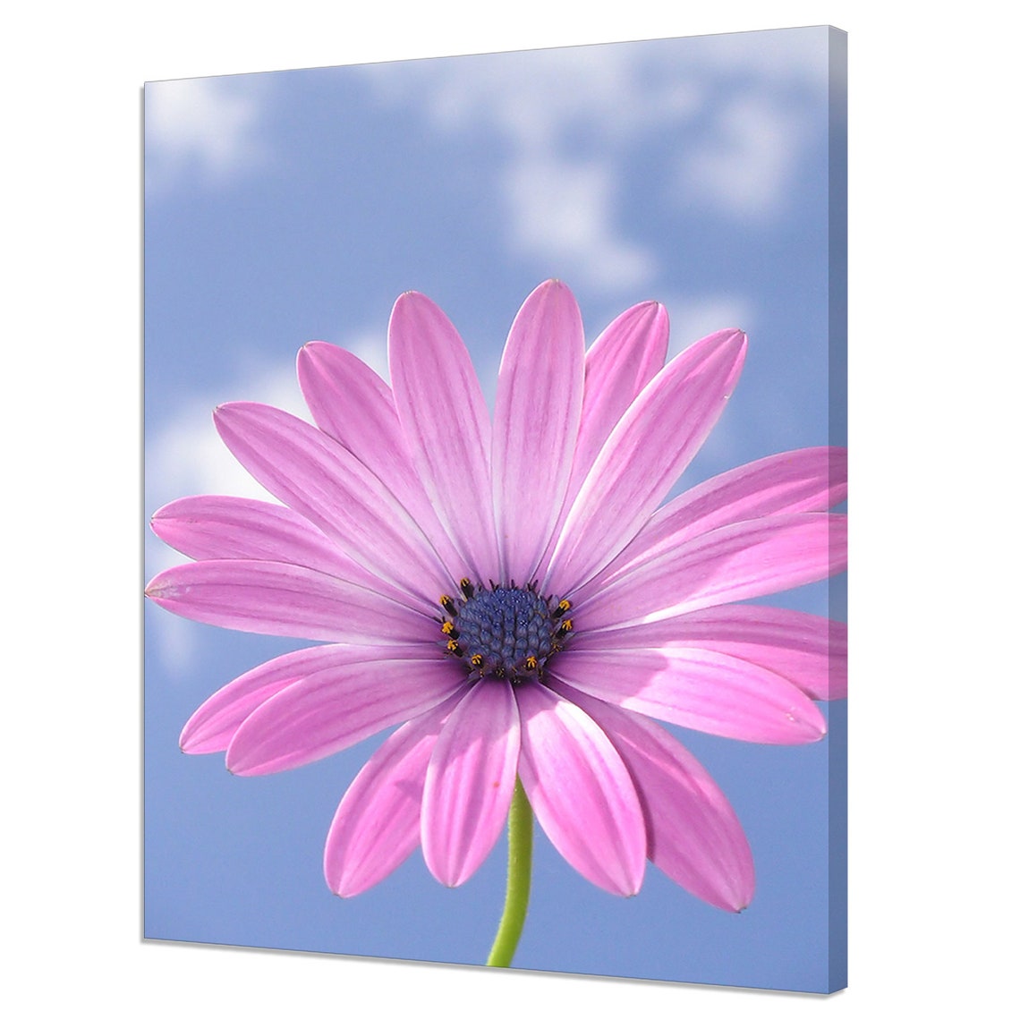 Pink Daisy Flower Against Bright Blue Sky Summer Macro Art Poster