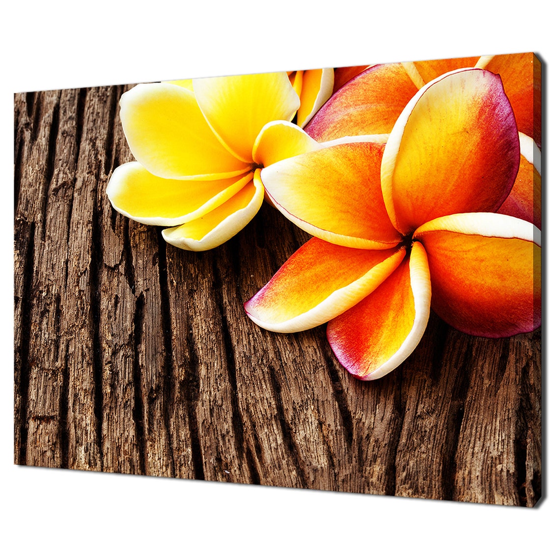 Frangipani Plumeria Flowers On Rustic Wood Tropical Wall Art Poster