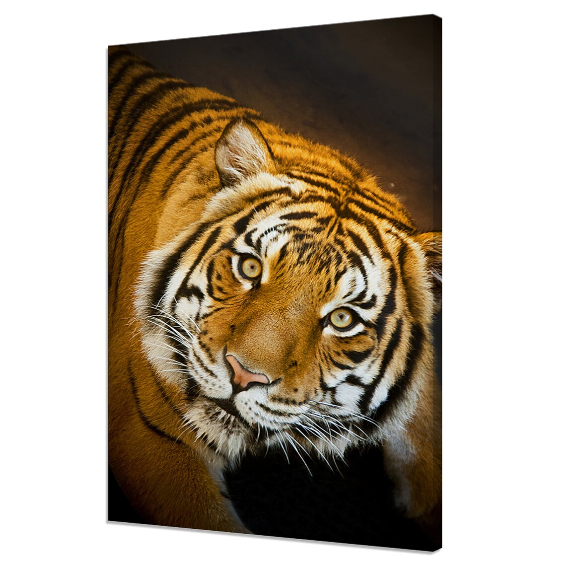Majestic Tiger Close Up Orange Black Stripes Dark Wildlife Photo Poster