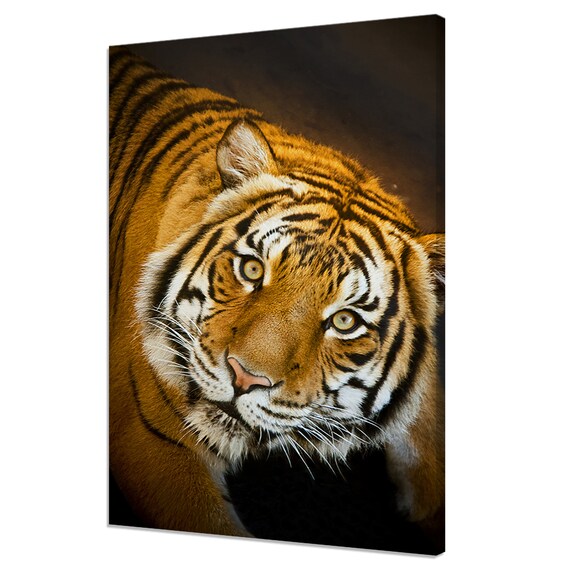 Majestic Tiger Close Up Orange Black Stripes Dark Wildlife Photo Poster