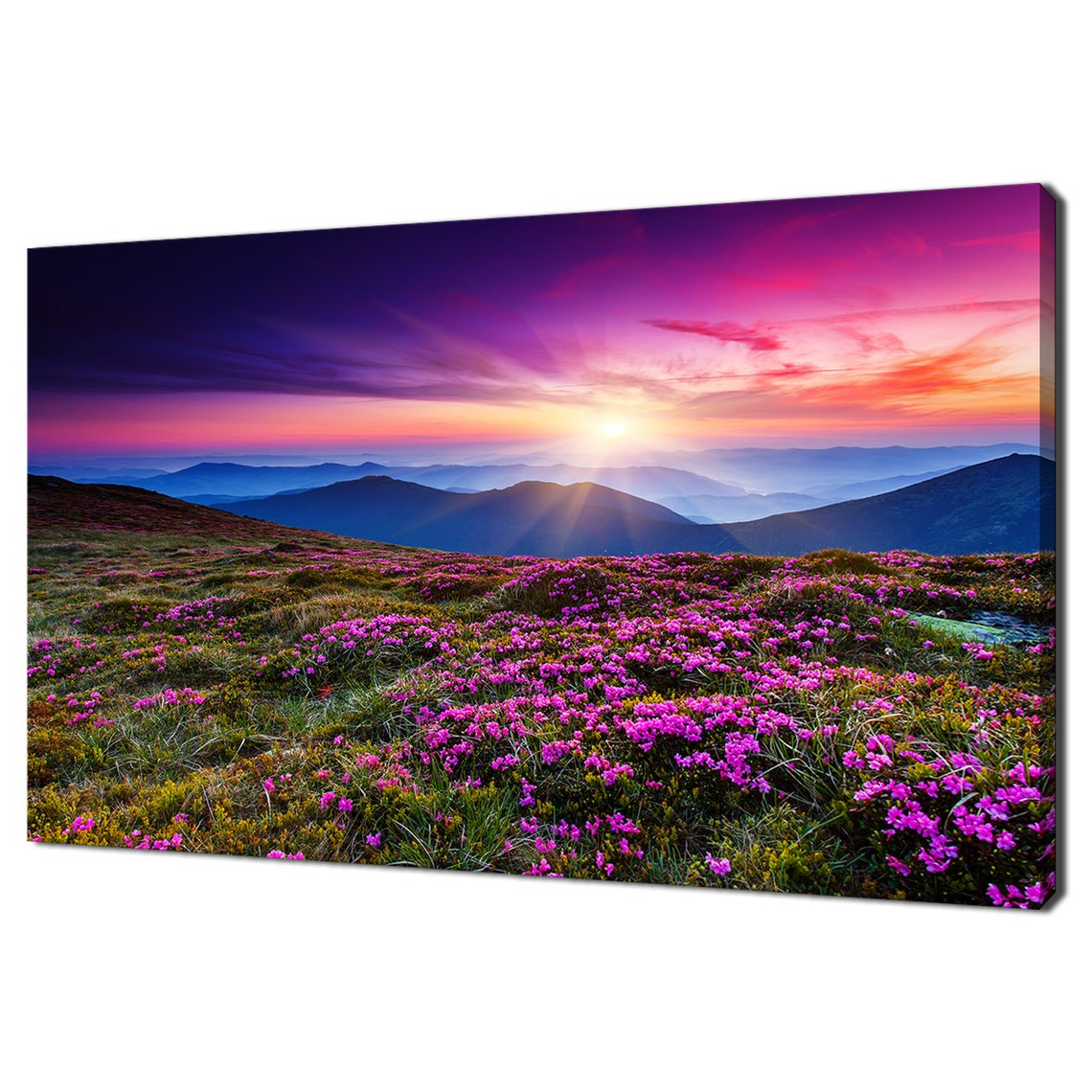 Pink Rhododendron Flowers On Mountain Meadow At Sunset View Poster