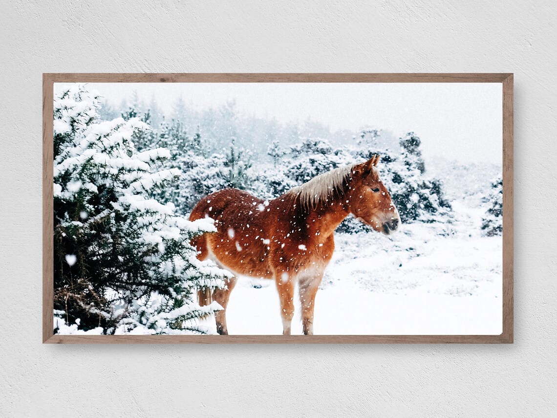 Adorable Snow Horse Art Print, Animal Wall Art