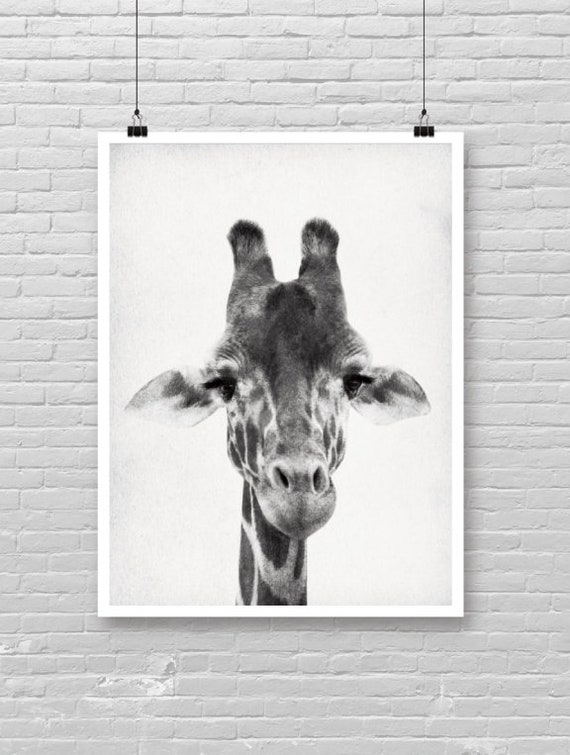 Baby Giraffe Print Photo Poster Jungle Theme Cute Tiger Face Safari Animal Room Decor