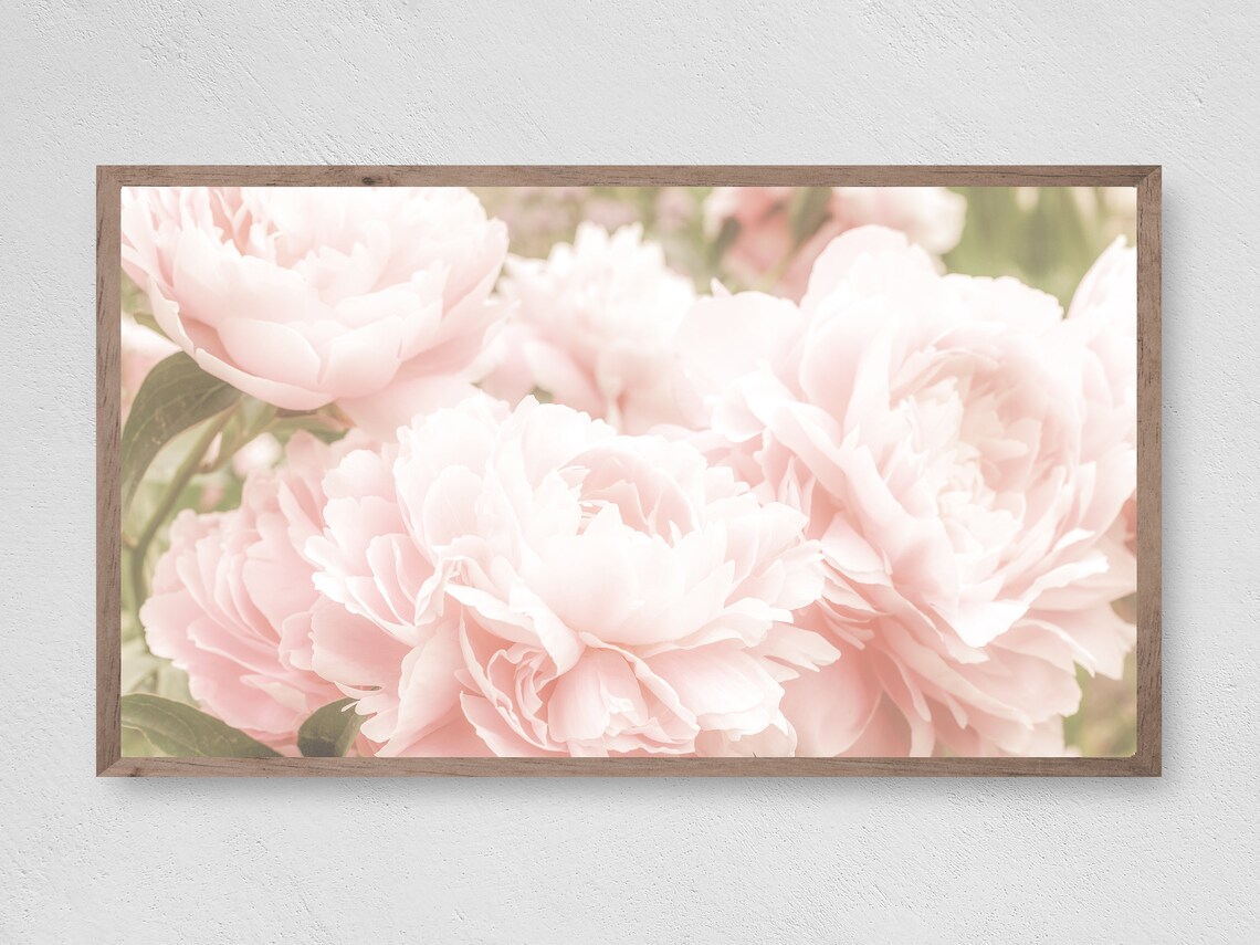 Delicate Pink Peonies Art Print, Modern Floral Decor