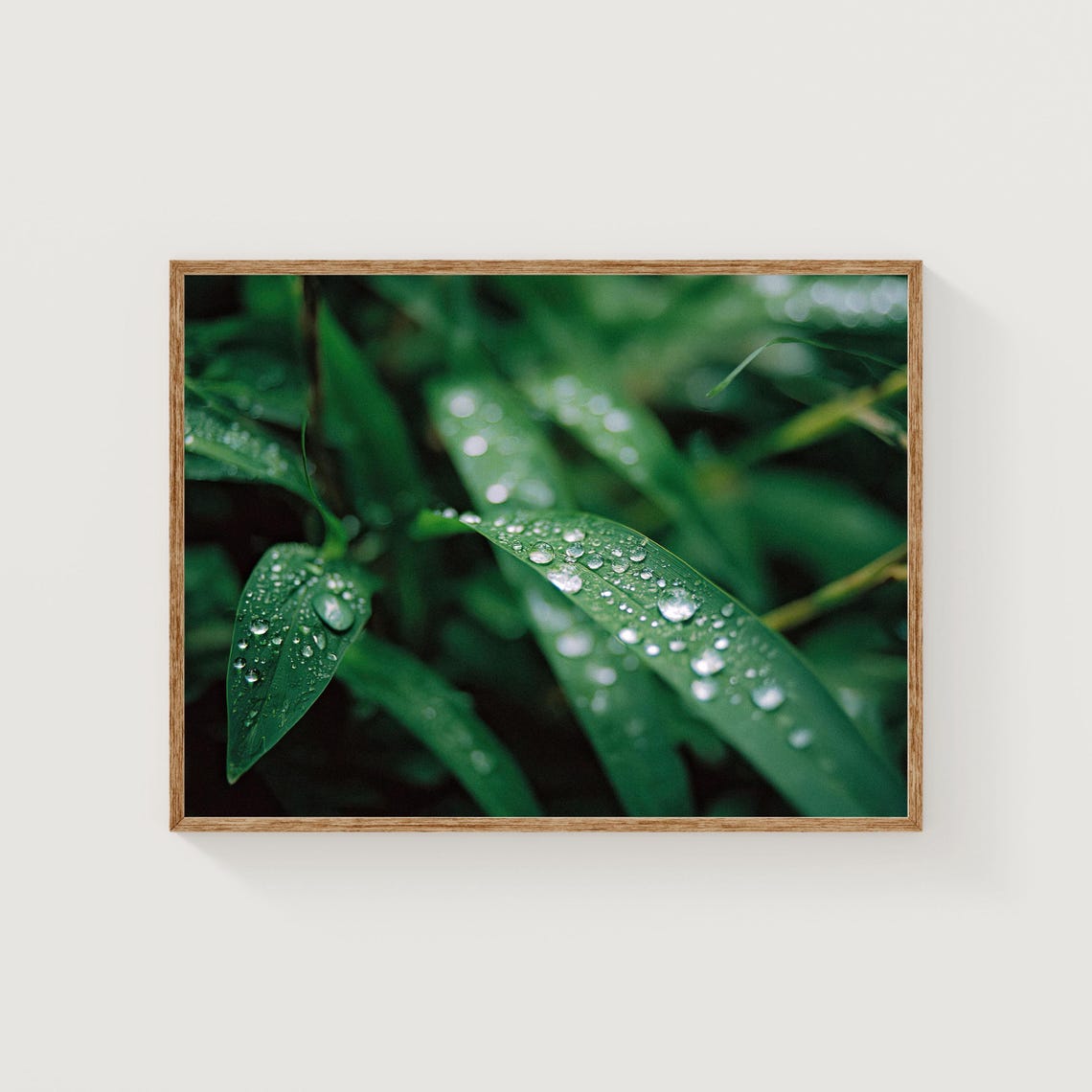 Dew Drops On Green Leaves Macro Photography Botanical Nature Poster