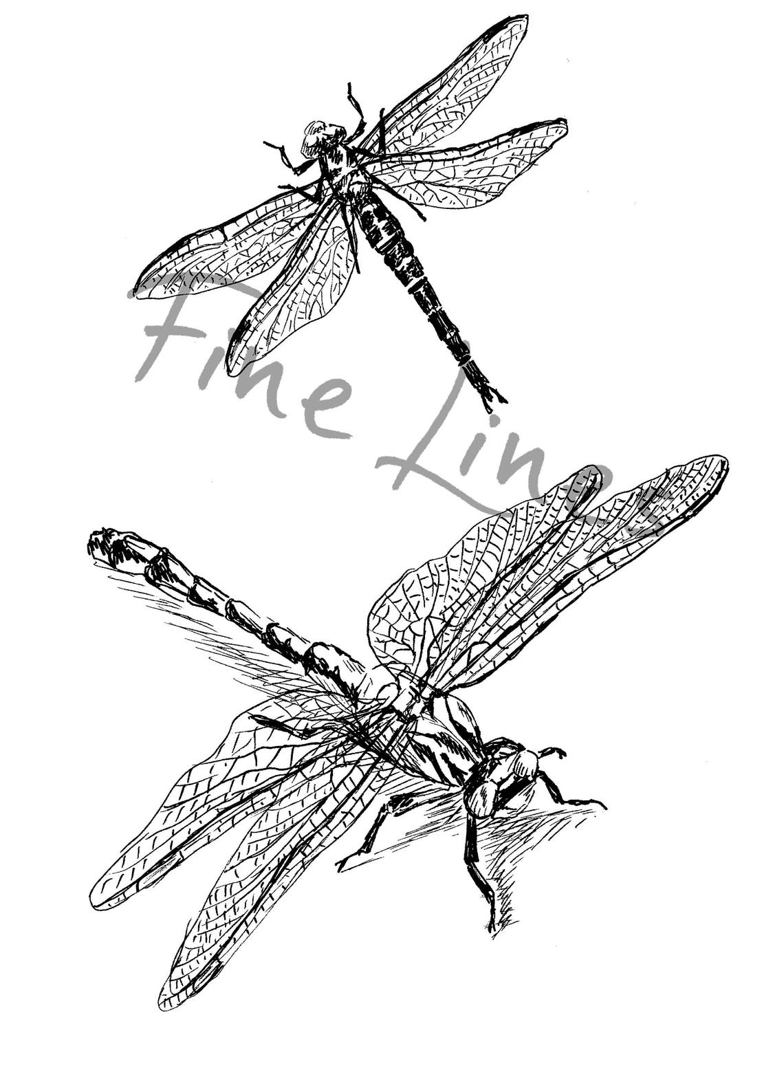 Dragonfly Ink Line Art Pair of Dragonflies Nature Drawing Poster - Image 2