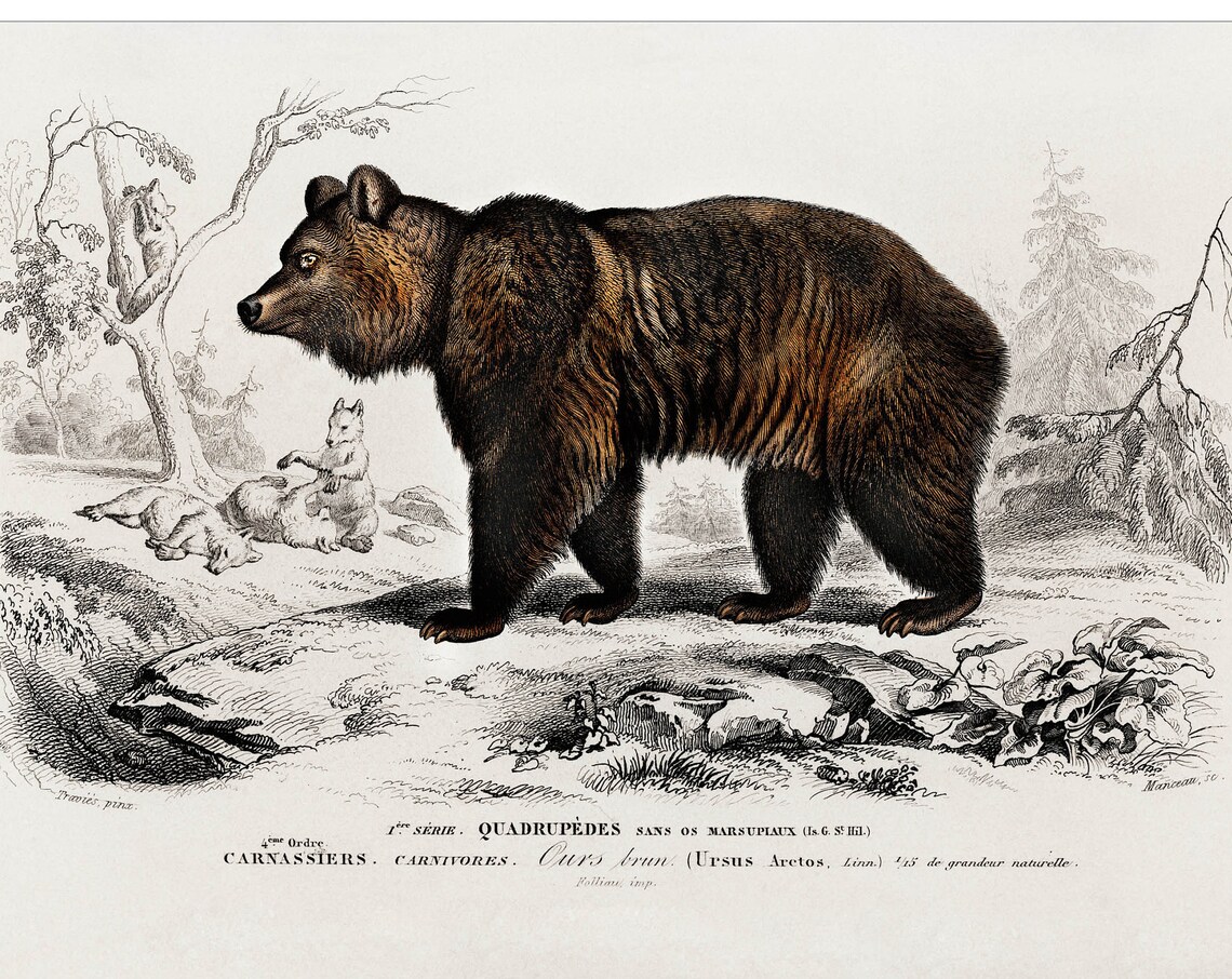 Brown Bear Ursus Arctos 1892 Antique Natural History Mammal Poster