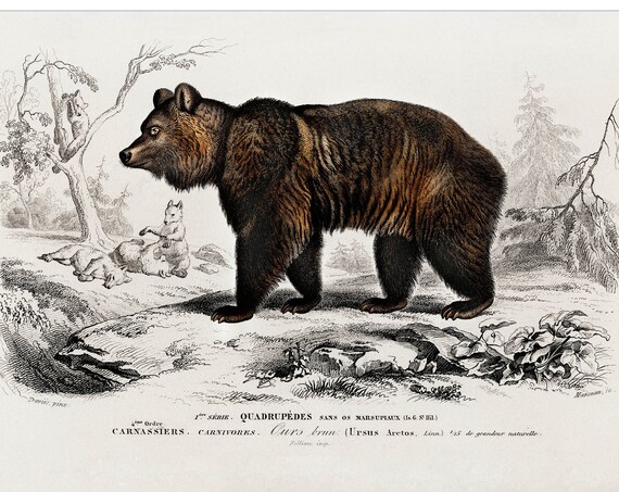 Brown Bear Ursus Arctos 1892 Antique Natural History Mammal Poster