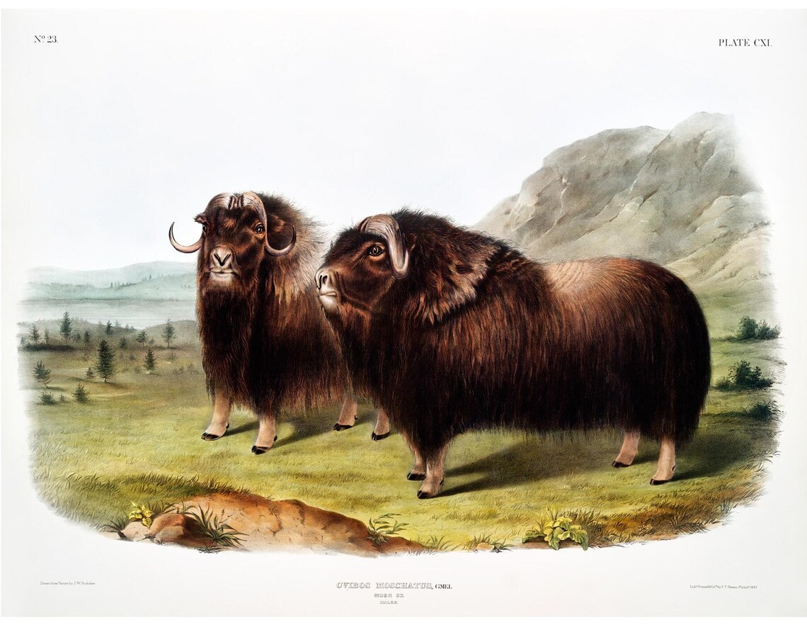 Musk Ox Antique Lithograph, Vintage Animal Art Print