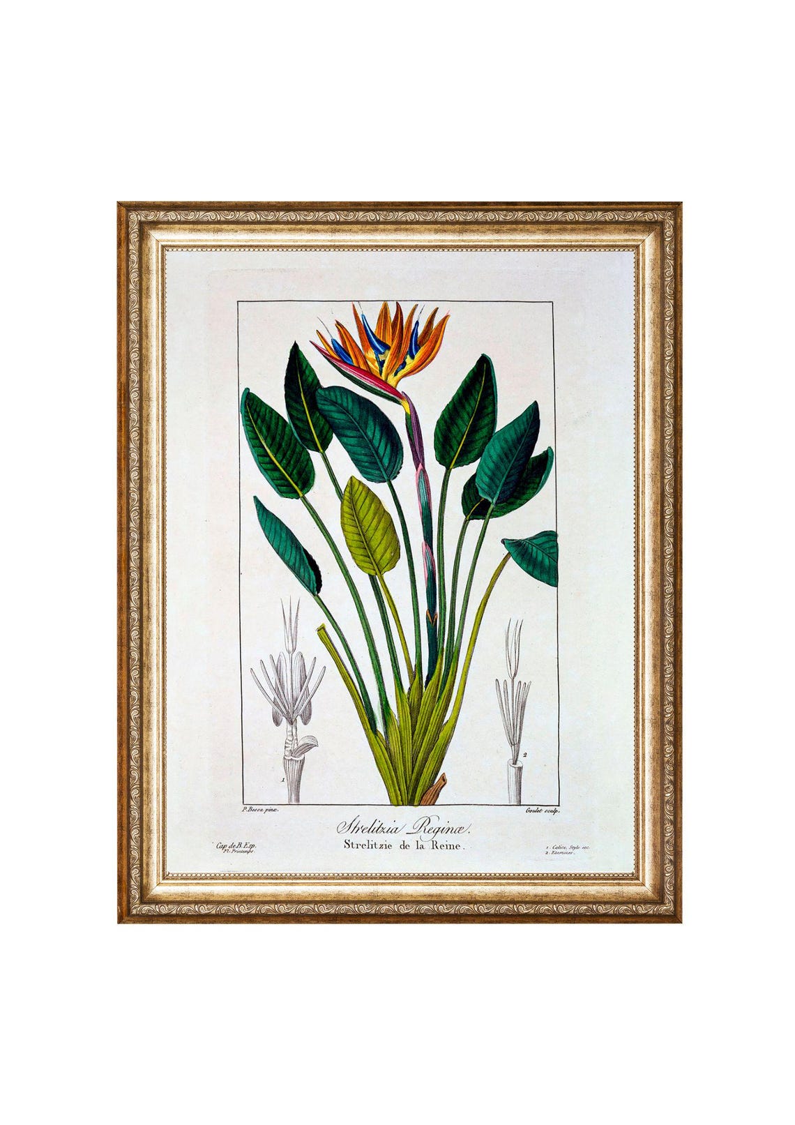 Botanical Painting Bird Of Paradise Or Crane Flower 1836 By Pancrace Bessa Floral Art Print Vintage Painting