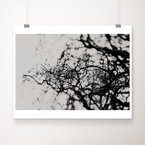 Black And White Tree Photograph Surreal Abstract Botanical Print