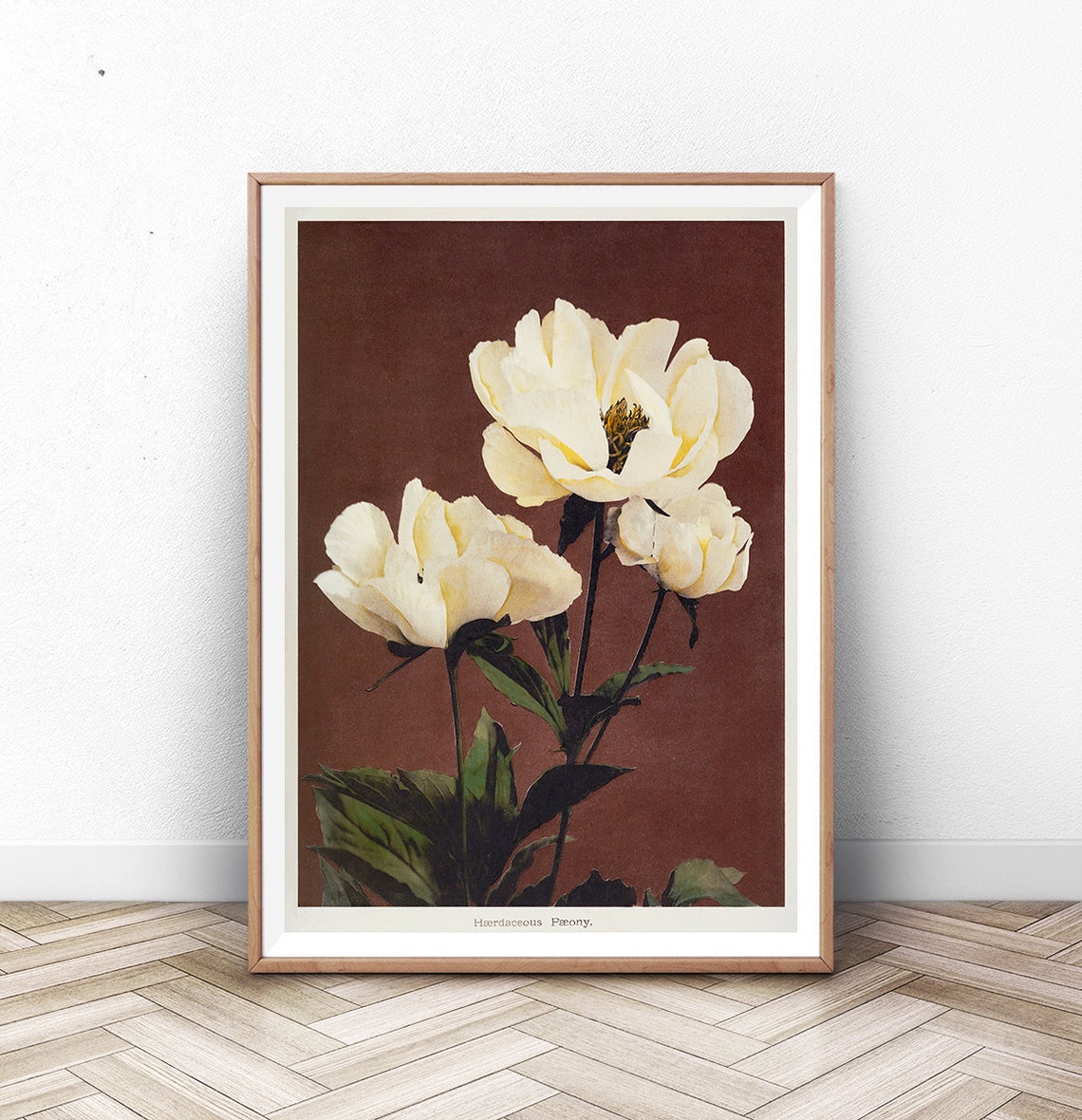 Ogawa Kazumasa White Peony Vintage Japanese Botanical Flower Poster