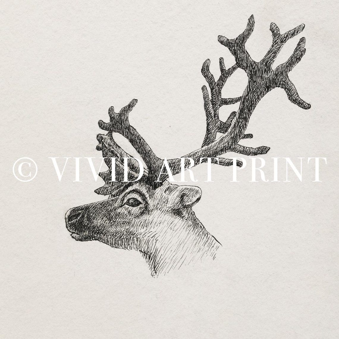 Vintage Young Reindeer Antler Sketch Art Print - Image 4