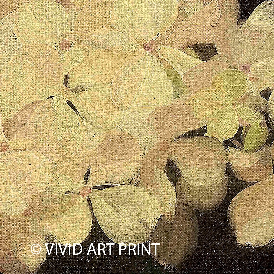 Vintage Still Life White Hydrangea Antique Decor - Image 4