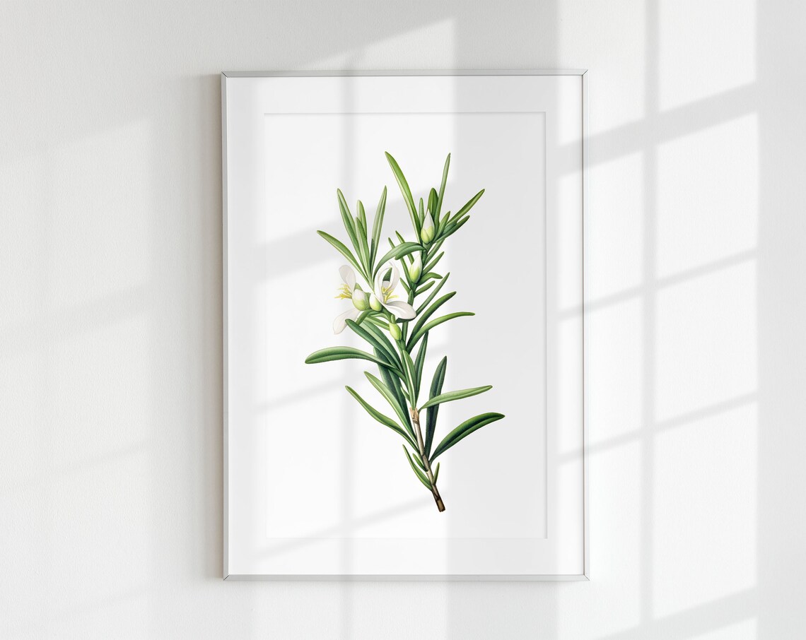 Vintage Rosemary Botanical Herb Poster Print