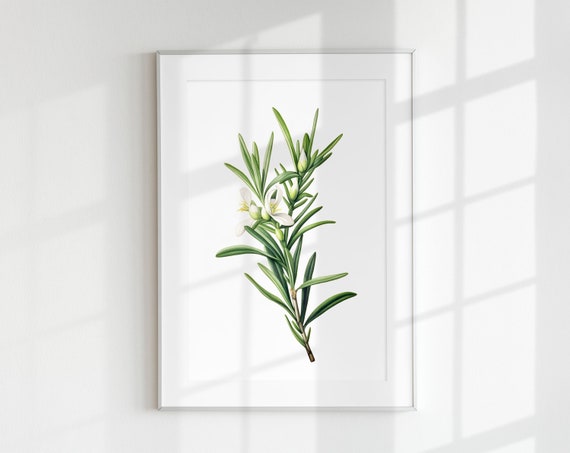 Vintage Rosemary Botanical Herb Poster Print
