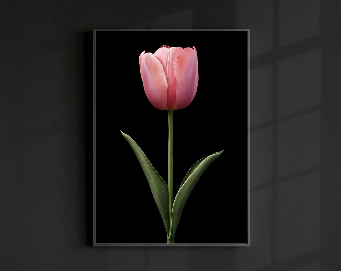Pink Tulip on Black Background Minimal Modern Botanical Wall Print