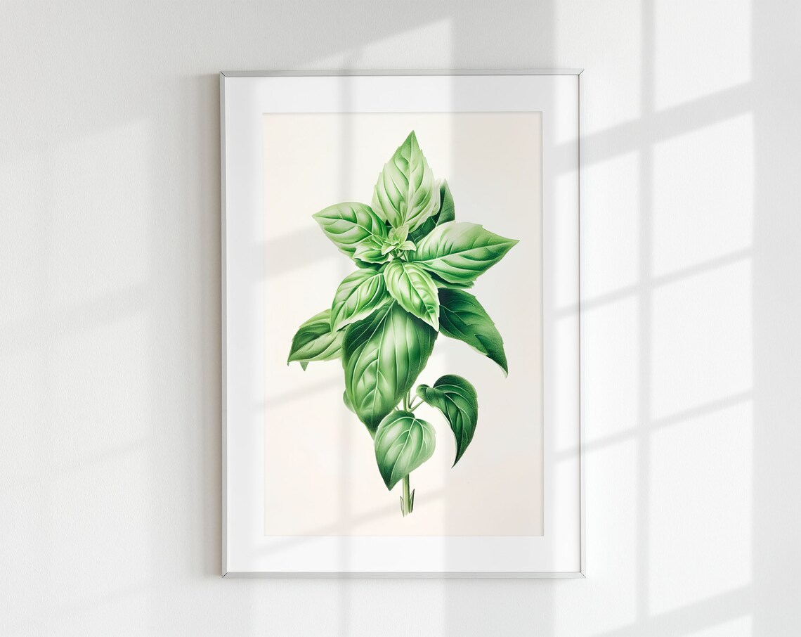Basil Botanical Herb Art Print, Vintage Poster
