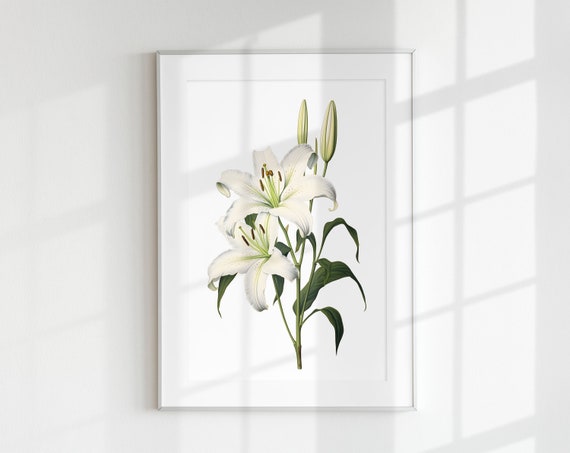 Vintage Lily Botanical Flower Lithograph Art Print