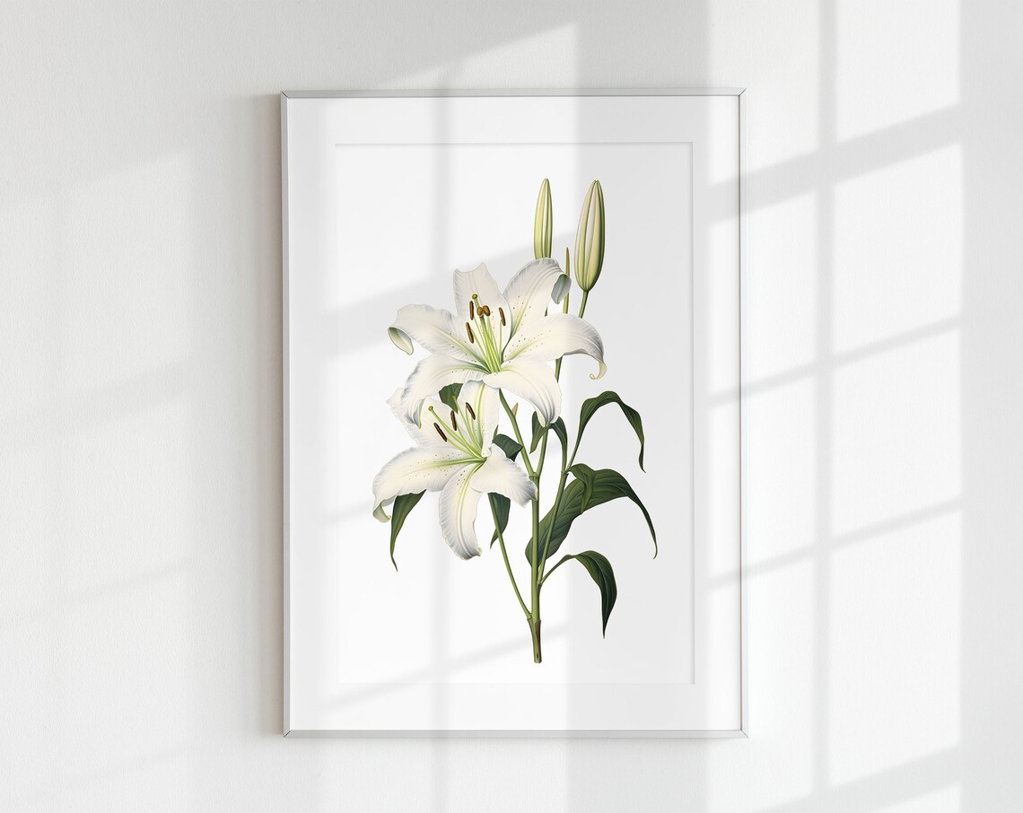 Vintage Lily Botanical Flower Lithograph Art Print