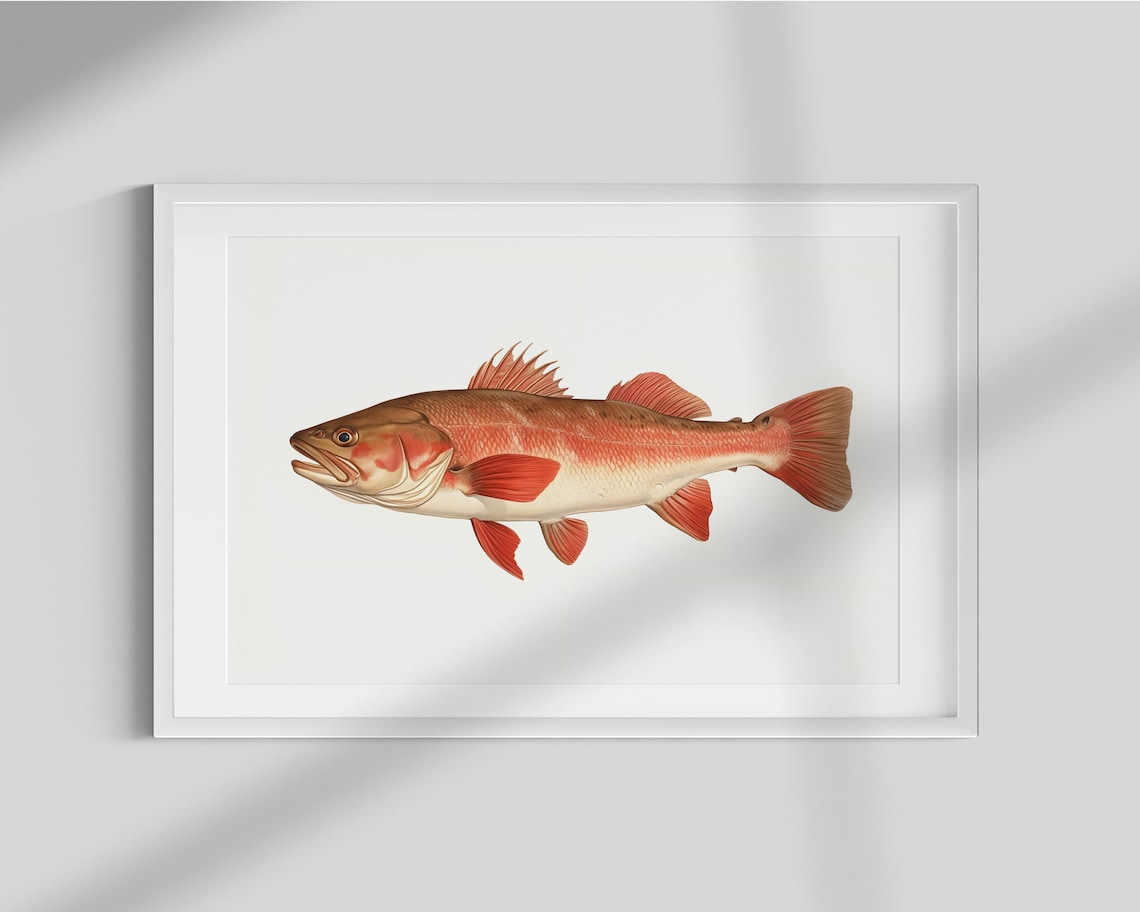 Cod Fish Vintage Illustration Wall Art Print
