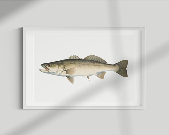 Haddock Vintage Illustration Art Print, Fish Poster