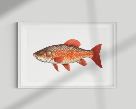 Vintage Carp Fish Lithograph, Fishing Wall Art Print