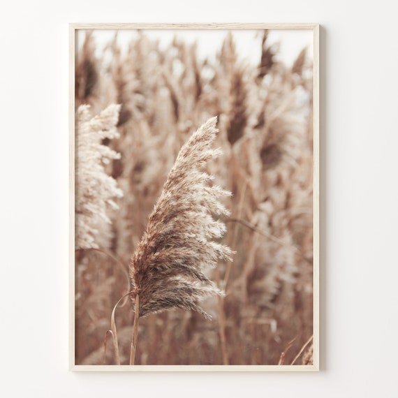 Pampas Grass Colorful Poster Print Pampas Grass Photo Wall Art Wall Art Boho Decor Colorful Wall Art Photography Poster Print C18 66