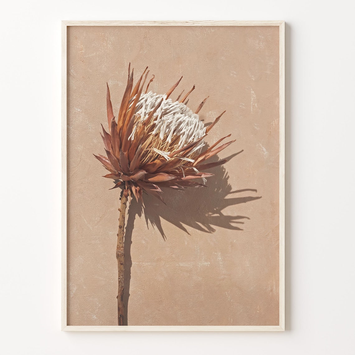 Dried Protea Flower Beige Minimalist Botanical Still Life Poster