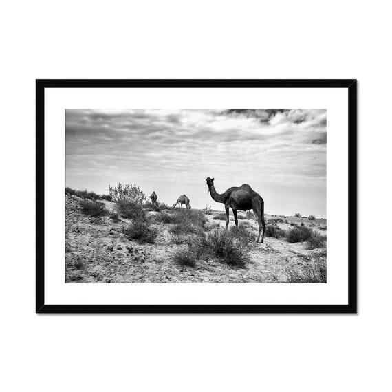 Real Photo Black And White Camel Print Minimalist Desert Landscape Photography