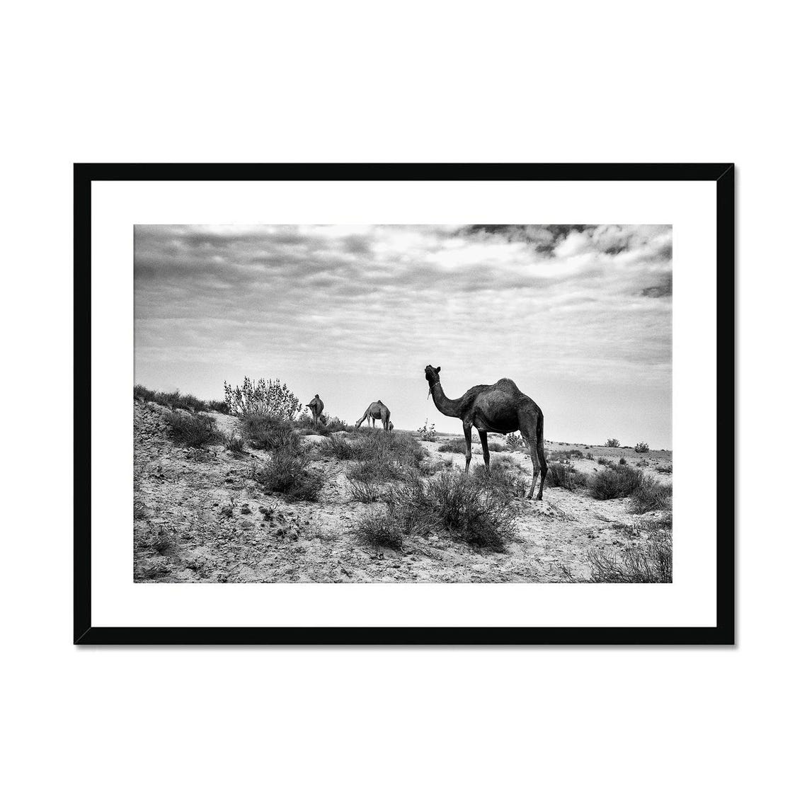 Real Photo Black And White Camel Print Minimalist Desert Landscape Photography