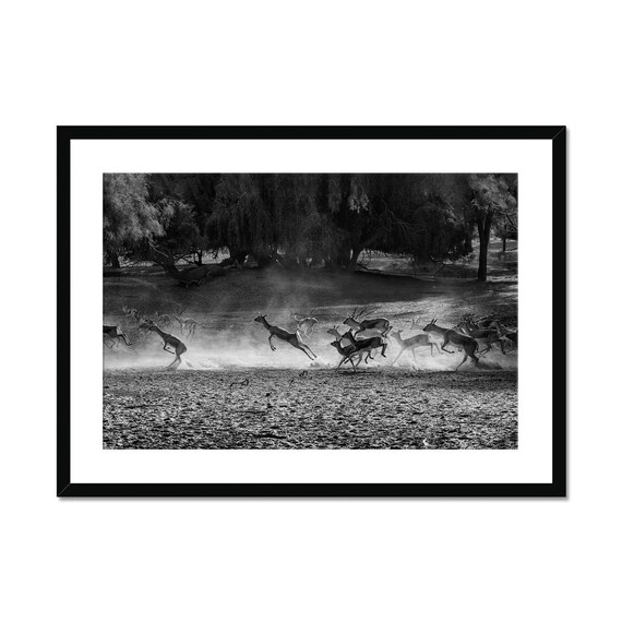 Running Gazelles Herd Black And White Wildlife Photo Art Poster