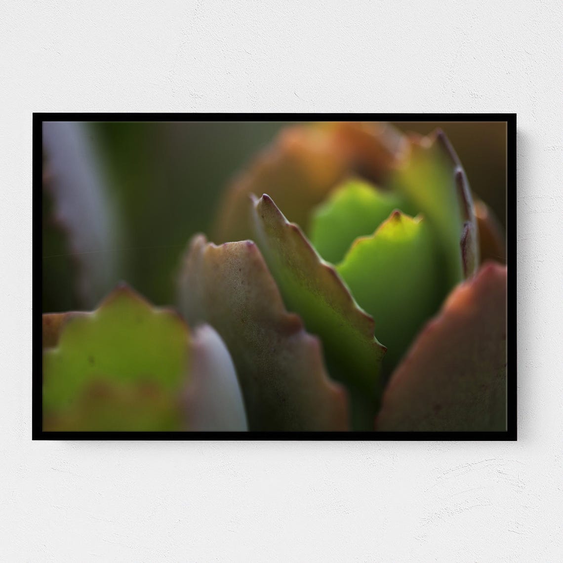Real Photo Succulent Macro Print Botanical Closeup Green Plant Art