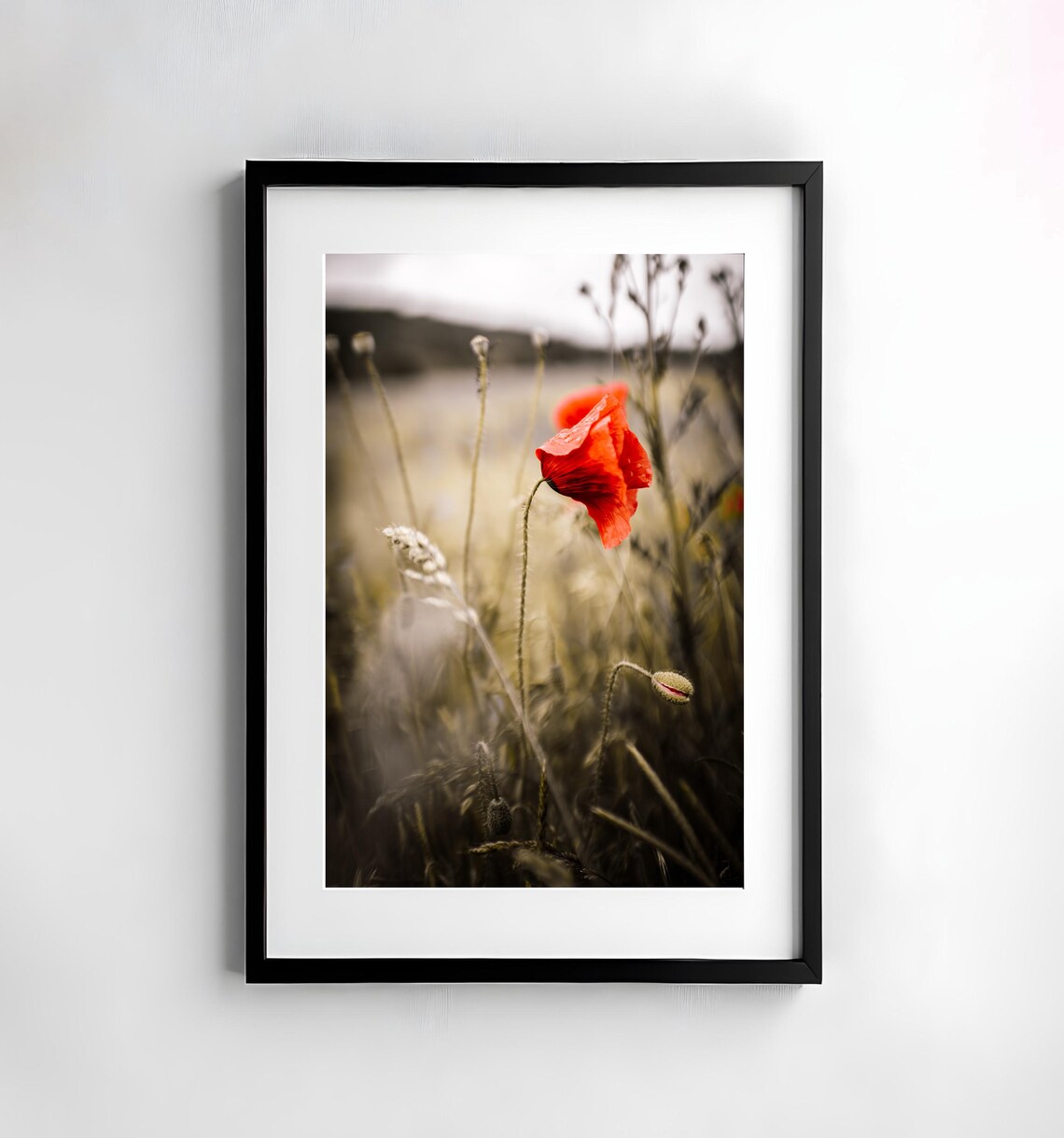 Lone Red Poppy Standing in a Wheat Field Selective Color Poster