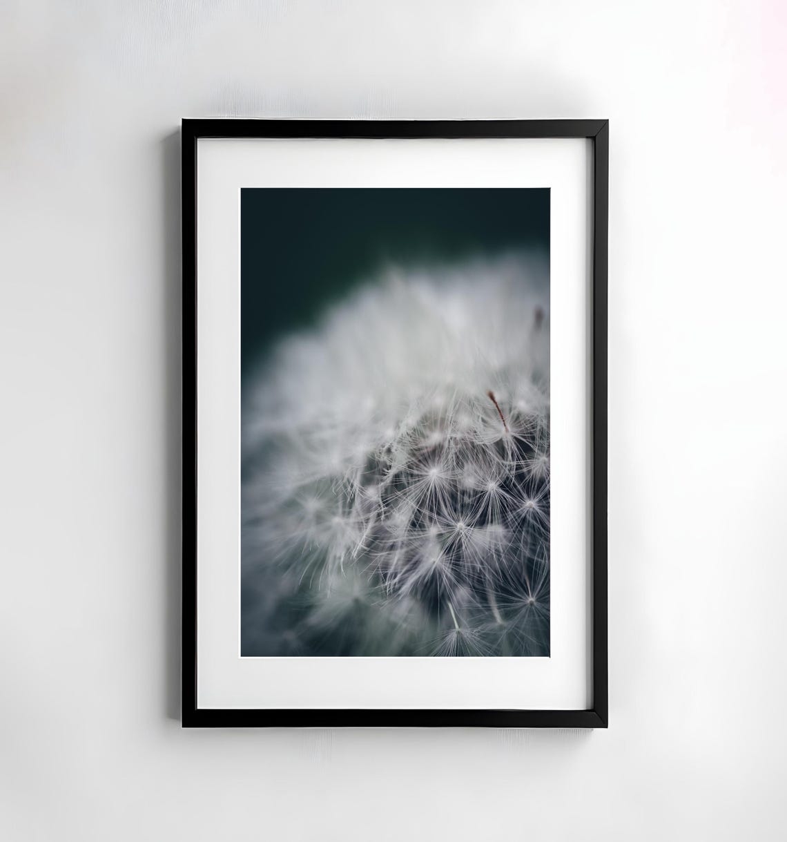 Dandelion Seed Head Macro on a Dark Moody Background Nature Poster