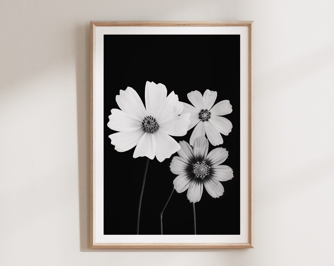 Black And White Cosmos Flowers Dramatic Botanical Photography Wall Art
