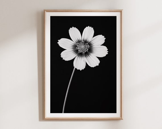 Cosmos Flower, Black And White Botanical Art Print