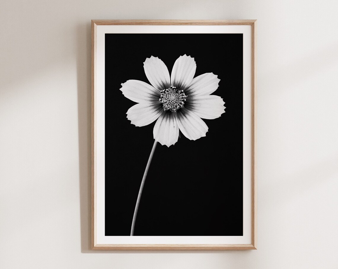 Cosmos Flower, Black And White Botanical Art Print