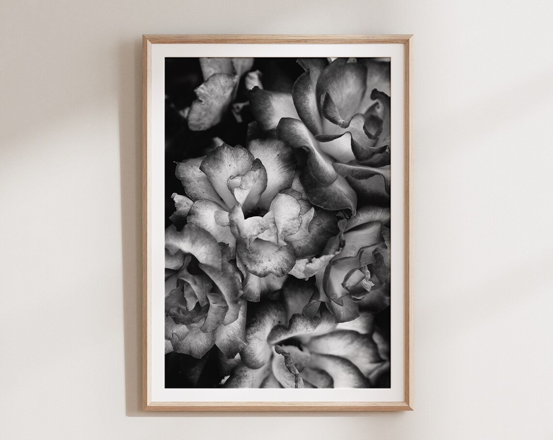 Black And White Rose Bloom Close Up Botanical Photography Print