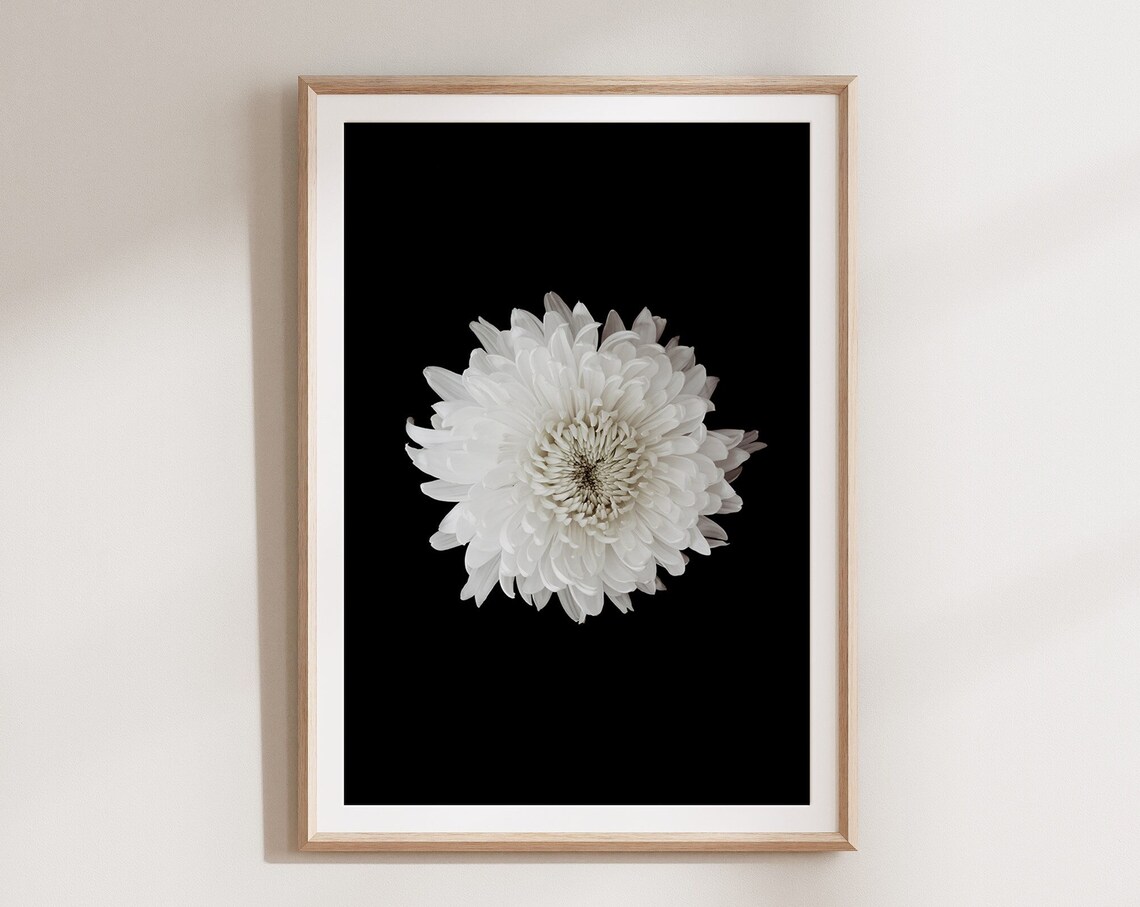 Black And White Chrysanthemum Dark Botanical Flower Photo Print