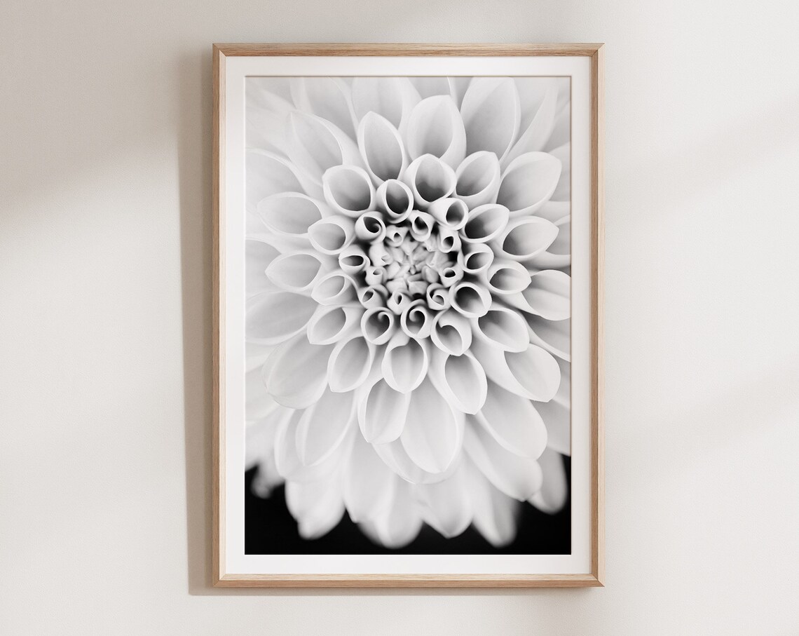 Dahlia Black and White Botanical Flower Art Print