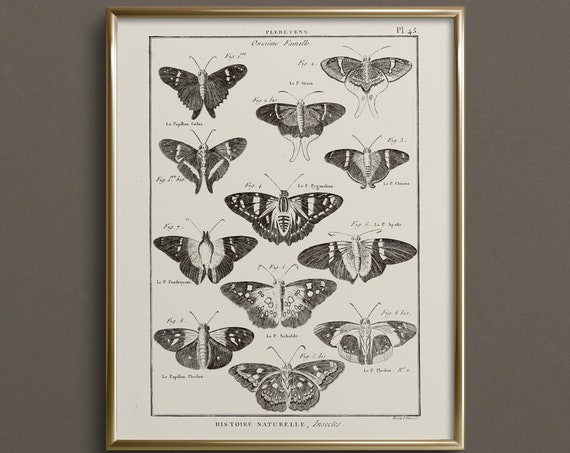 Butterfly Chart Butterfly Art Neutral Wall Art Vintage Butterfly Art Prints Cottagecore Wall Art Da34