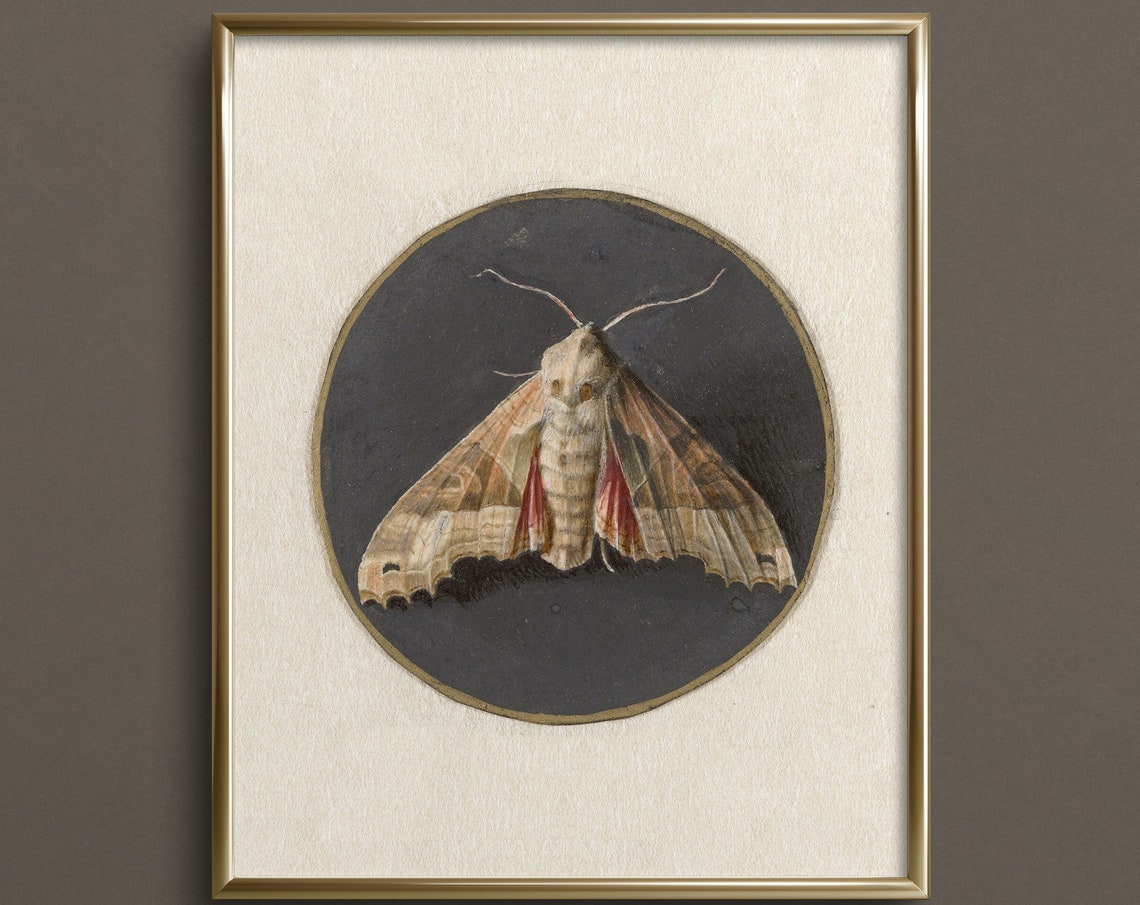 Vintage Moth Illustration Dark Circular Entomology Neutral Art Poster