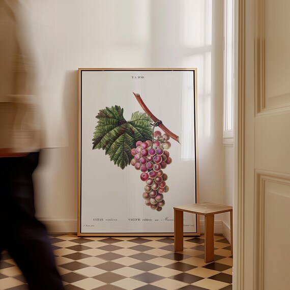 Vintage Pink Grapes Botanical Vitis Vine Illustration Art Print