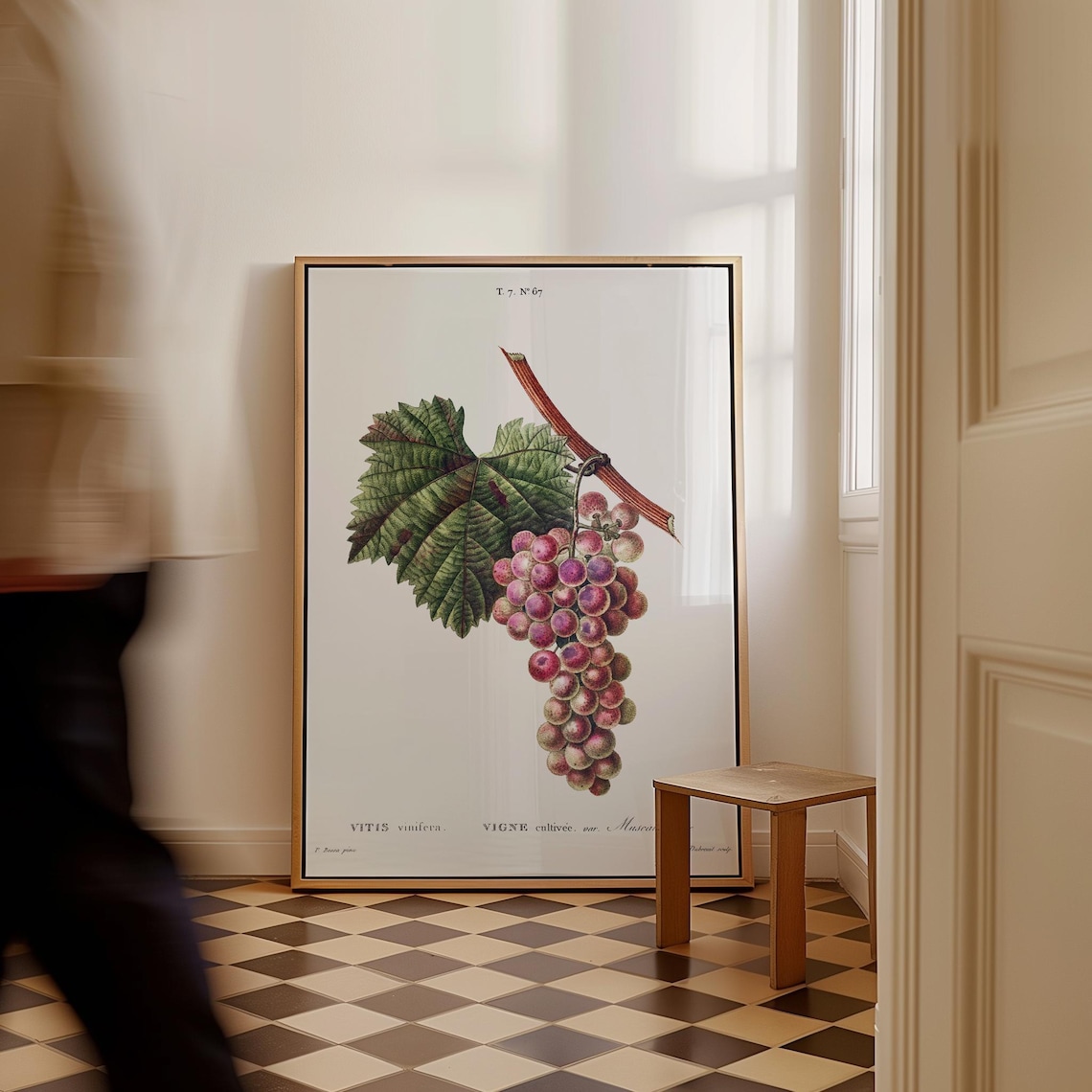 Vintage Pink Grapes Botanical Vitis Vine Illustration Art Print