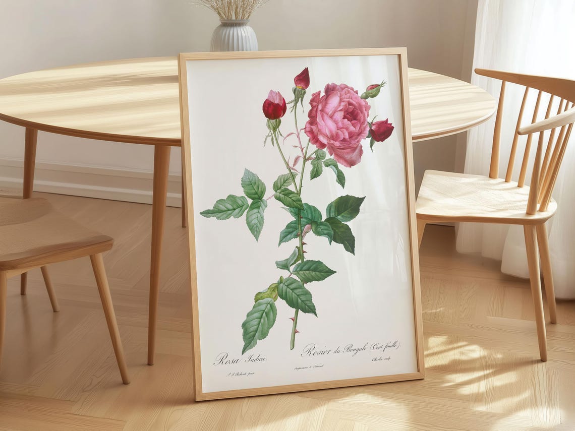 Rosa Indica Pink Bengal Rose Antique Botanical Flower Poster