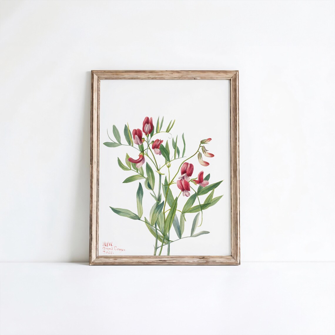 Vintage Wild Pea Flower Botanical Illustration Pink Blossom Wall Art
