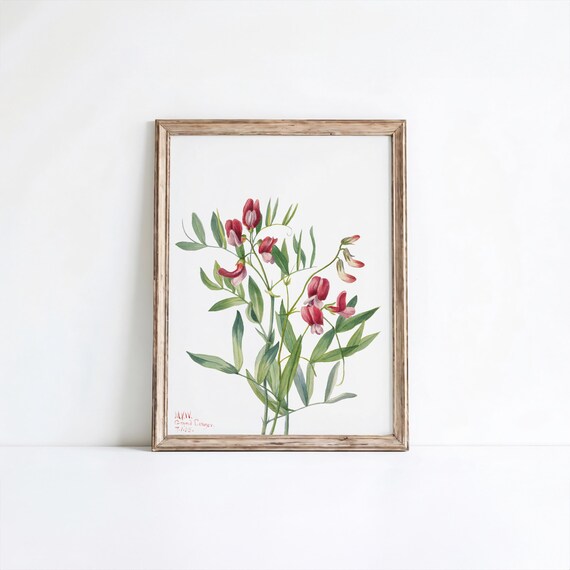 Vintage Wild Pea Flower Botanical Illustration Pink Blossom Wall Art